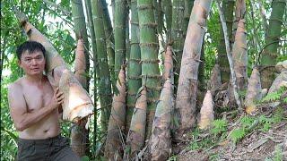 Harvesting and drying giant bamboo shoots for food. Robert | Green forest life