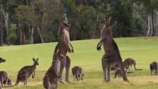 Urban Jungle Kangaroos