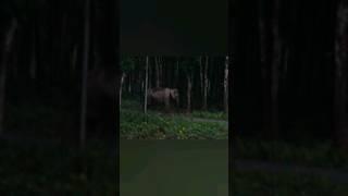 Suddenly the elephant Chased me #elephant #elephantencounter #wildencounter #northbengal #nature