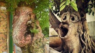 30 Most Unusually shaped Trees That look like other things