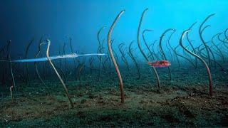 Hundreds of snakes grow from the bottom of the Red Sea. Garden eel!