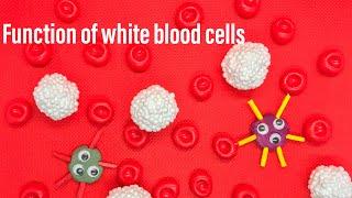 How White Blood Cells Fight Germs - Kids project