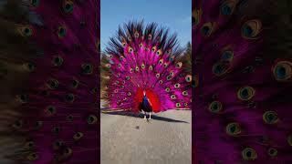 The peacock mother sought human help to save her children. #wildliferescue #animals #wildlife