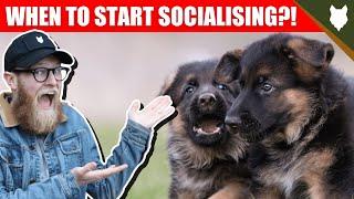 WHEN TO START SOCIALISING MY GERMAN SHEPHERD PUPPY