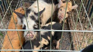 WE GOT LITTLE PIGGIES‼️ Lead Farmer 73 is live!