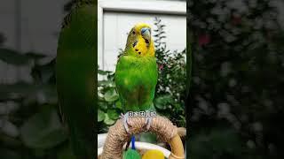 #夏日萌友季 #年轻人养宠图鉴 # @快手创作者中心 #cuteparrot #parrot