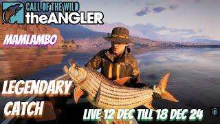 Mamlambol  live 12 Dec till 18 Dec 24 #COTWTheAngler