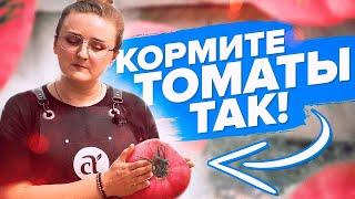 ПОДКОРМКИ ТОМАТОВ ВЕСНОЙ, ЛЕТОМ, ОСЕНЬЮ. САМАЯ ПОДРОБНАЯ ШПАРГАЛКА