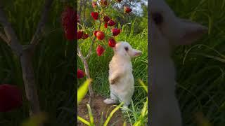 Build a strawberry tree for the bunny. Cute rabbit. Cute little garden pet.