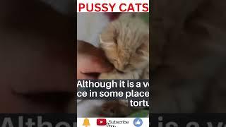 Pussy Cat's Hunk | Download short videos | #shortsfeed #shorts #youtubegrowth