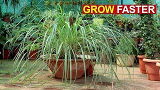 SECRETS TO GROW LOTS OF LEMON-GRASS FASTER | LEMON GRASS CARE TIPS