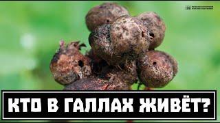 Шиповник как дом матрёшки из паразитов. Галлы орехотворок. // Clever Cricket