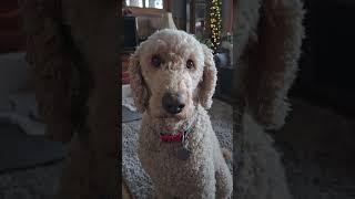 Artie's history lesson  #standardpoodle #poodle #spoo #history #dogs #outside