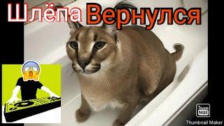 шлепа вернулся ЗА ПЕЛМЕШКАМИ!!вторая часть шлепы! five Nights at floppa