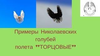 Пример Николаевских голубей ТОРЦОВЫЙ полет