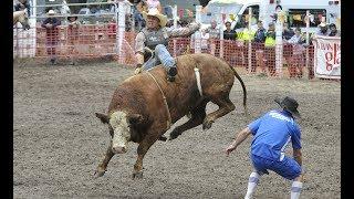 Gisborne Rodeo - Local Steer Ride