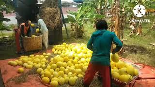 cara mudah menghasilkan buah melon golden kualitas super