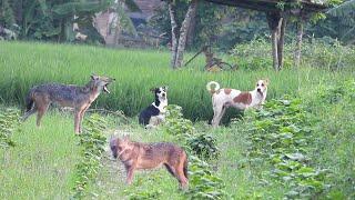 সঙ্গদোষে কতটা খারাপ দেখুন --শিয়ালের সাথে থাকতে থাকতে কুকুরের এমন অবস্থা হবে ভাবতে পারিনি !!