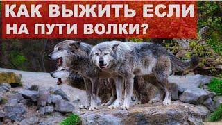 Как выжить при встрече с волками? Что делать если на пути ВОЛК