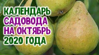 Лунный календарь садовода на октябрь 2020 года. Агро гороскоп на октябрь 2020