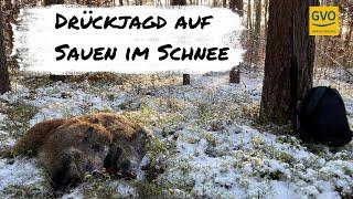 Drückjagd auf Sauen im Schnee