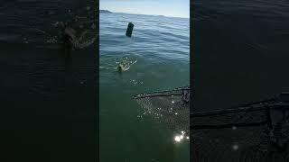 We Have SALMON for DINNER! #fishing