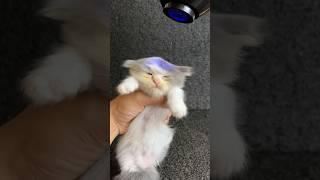 Cute kitten first time bathing #kitten #catlover #kucinglucu #anakkucing