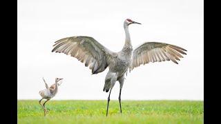 Four Excellent Bird Photography Mornings at ILE with Arthur Morris/BIRDS AS ART