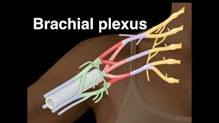 Brachial plexus