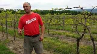 OurWineFlights.com - Lakewood Vineyards