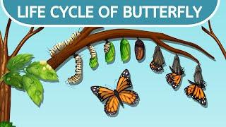 Life Cycle of a Butterfly | Learn the 4 stages of the Butterfly Life Cycle | Butterflies for Kids