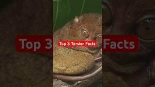 Tarsiers are Incredible! #animalfacts #animals #tarsiers