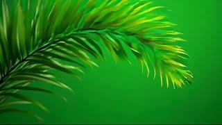 plam leaves green screen moving effects | tropical leaves background video