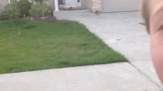 Me Seeing The Geese/Goose