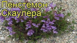 Пенстемон скаулера. Краткий обзор, описание характеристик, где купить penstemon scouleri