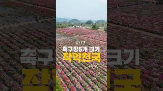 실시간) 청보리 작약을 동시에 함안이 꽃 잘하네 함안2탄 #함악작약 #함안여행 #작약 #국내여행 #5월여행