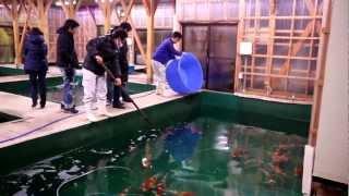 Koi360.com: Yamamatsu Koi Farm High Light