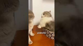 Munchkin cat #foryou #funny #animals #cat #youtubeshorts  #shorts