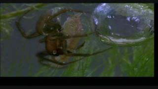 Incredibly Smart Spider Under Water HQ Video