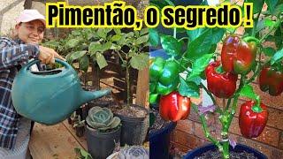 PIMENTÃO EM VASO O SEGREDO! ADUBAÇÃO TOP - SÉRIE - VIDA VERDE SISTEMAS SUSTENTÁVEIS