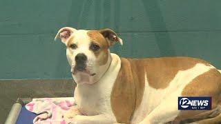 Kansas Humane Society waiving adoption fee for adult dogs through Friday