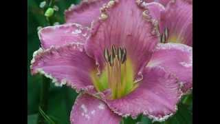 Daglelies, Hemerocallis, hoe u daglelies in uw tuin kunt bestuiven en kweken. Lelies van het veld