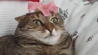 Cat Can't Handle Flower