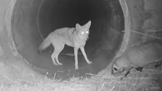 Badger and coyote spotted traveling together in Bay Area first`