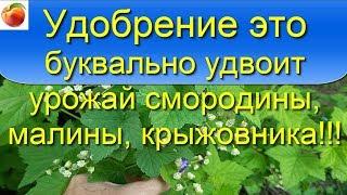 Лучшее удобрение Удвоит урожай Чудо-подкормка для смородины малины! Очень просто! Сибирский Сад