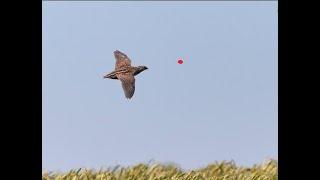 Best of shots on Quail 410 Caliber,12 grm Gemini chokes-Chasse a la caille- صيد فري السمان-shotkam