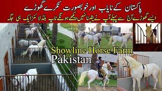 The Most Beautiful White Nukra Horses of Pakistan || Top Blood lines at Pakistan Horse Farm ||Horses