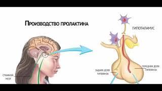 Почему бывает высокий пролактин у женщин?