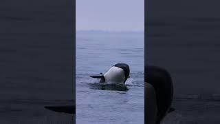 Watch this killer whale Monterey in stunning slow motion