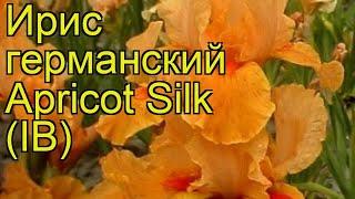 Ирис германский Apricot Silk (IB). Краткий обзор, описание характеристик, где купить саженцы